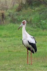 Maguari Stork